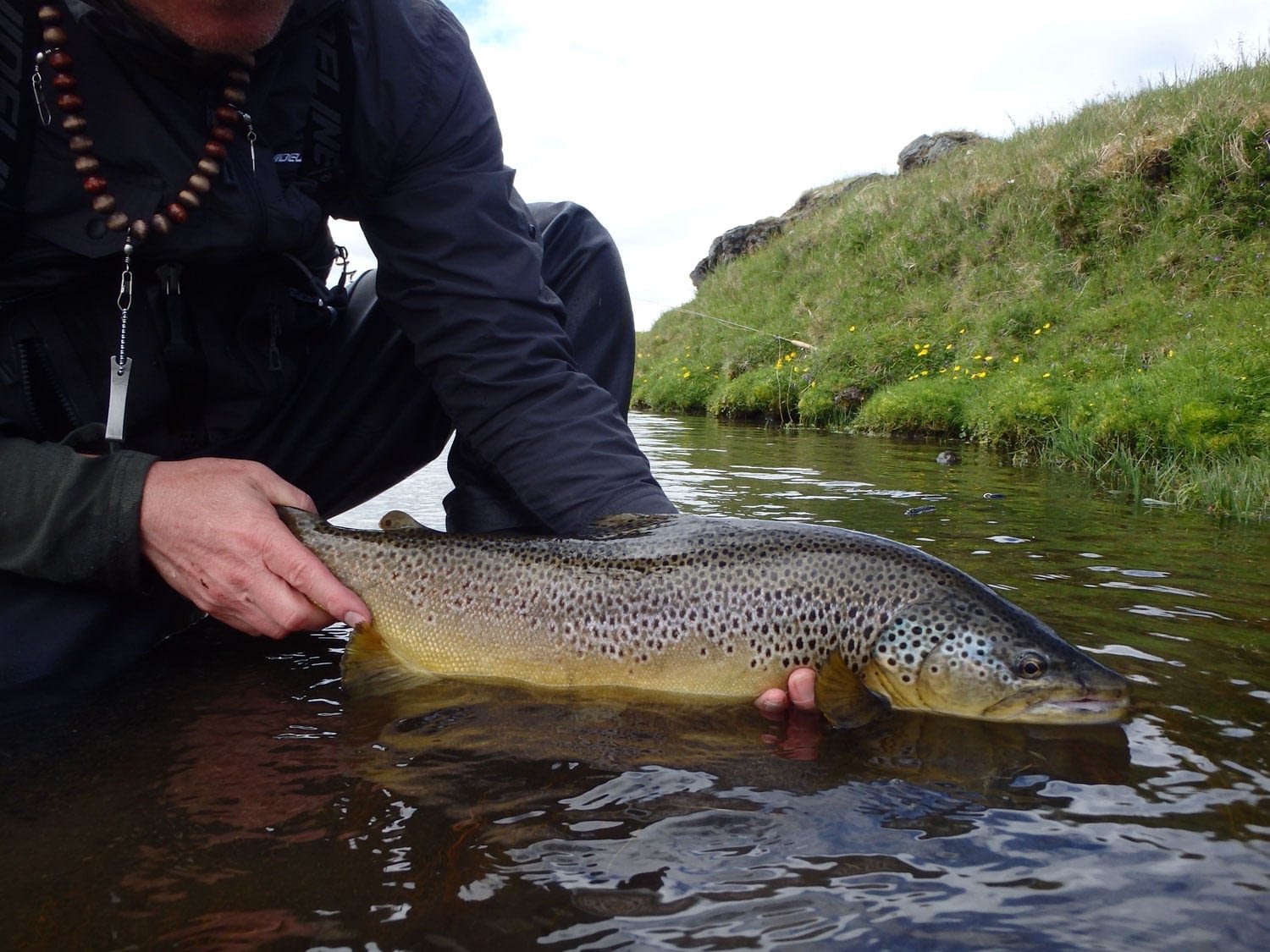 An angler casts a delicate dry fly into the clear waters of Minnivallalækur River in pursuit of native brown trout