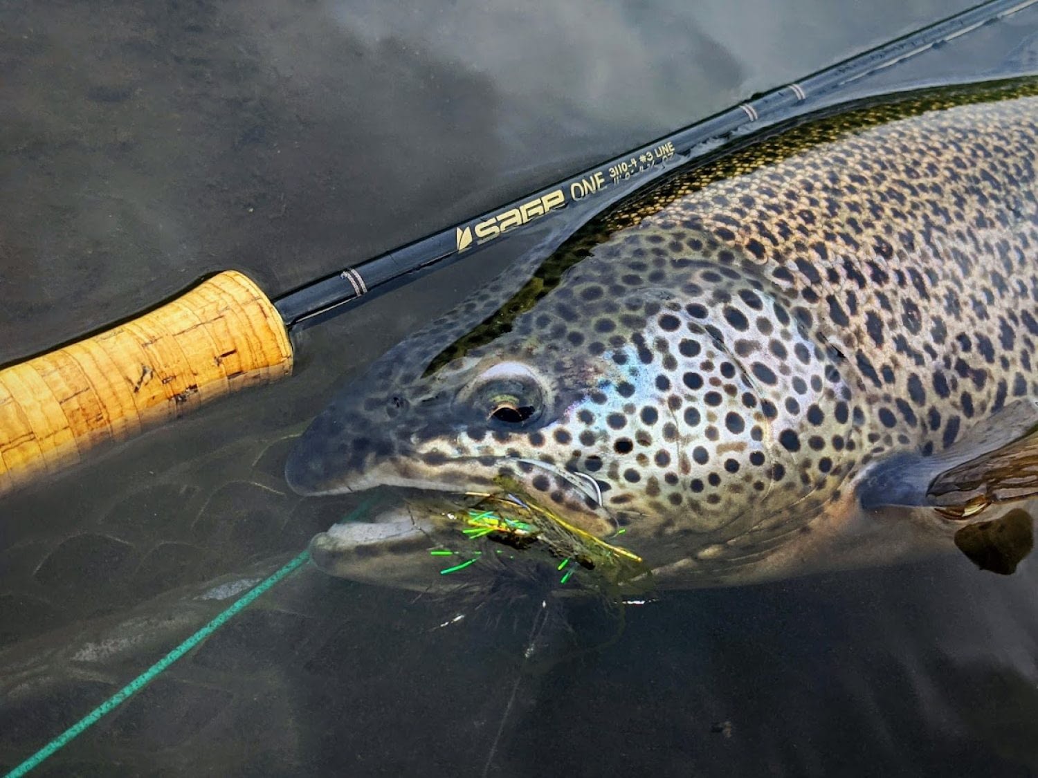 west ranga trout